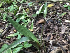 Eulophia maculata