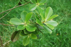 Myrsine lessertiana