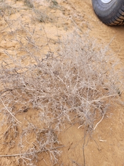 Ceratocarpus arenarius