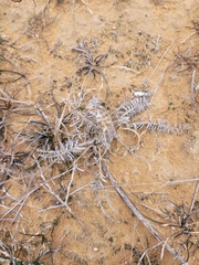 Astragalus dolichophyllus