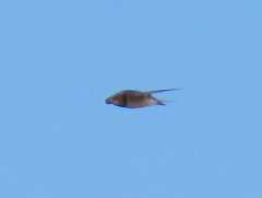 Hirundo rustica rustica