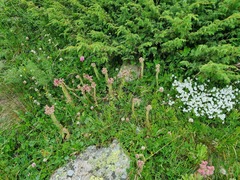 Sempervivum caucasicum