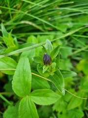 Gentiana septemfida