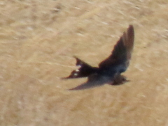 Hirundo rustica rustica