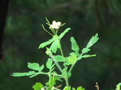 Erysiphe macleayae