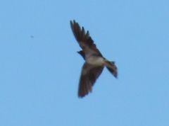 Hirundo rustica rustica