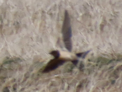 Hirundo rustica rustica