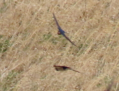 Hirundo rustica rustica