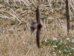 Hirundo rustica rustica