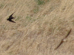 Hirundo rustica rustica