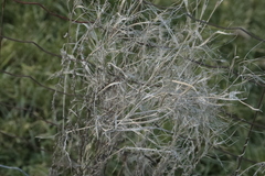 Chamaenerion angustifolium