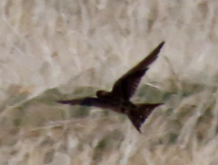 Hirundo dimidiata
