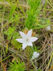 Richardia grandiflora