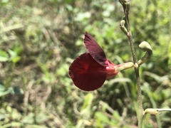 Macroptilium lathyroides