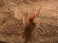 Gryllomorpha dalmatina