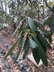 Ericaceae