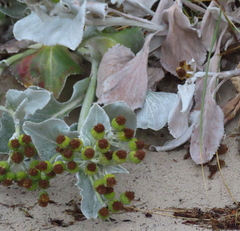 Senecio candidans