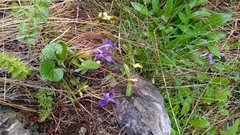 Viola hirta