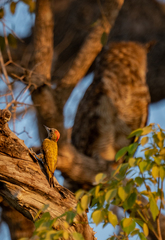 Dryobates passerinus