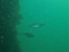 Trachurus novaezelandiae