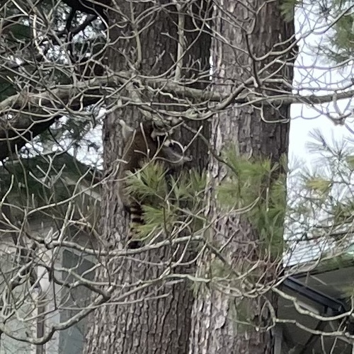 Common Raccoon photographed in Rhode Island