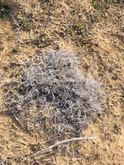 Astragalus dolichophyllus