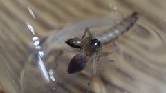 Clubionidae