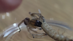 Clubionidae