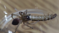 Clubionidae