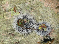 Tripneustes ventricosus