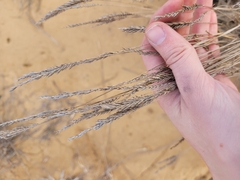 Agropyron desertorum