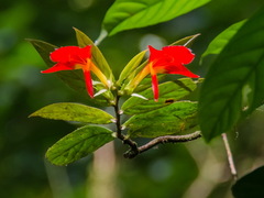 Columnea nicaraguensis