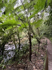 Sphaeropteris lepifera