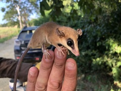 Marmosa robinsoni