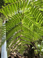 Sphaeropteris lepifera