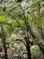 Sphaeropteris lepifera