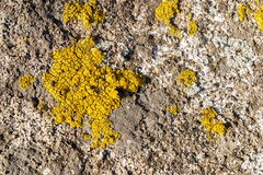 Acarosporaceae