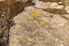 Acarosporaceae