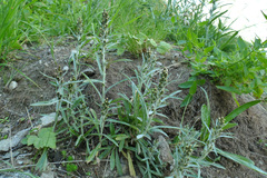 Omalotheca norvegica