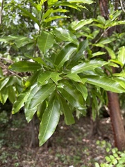Exothea paniculata