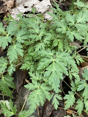 Phacelia bipinnatifida