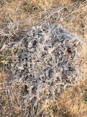 Astragalus dolichophyllus