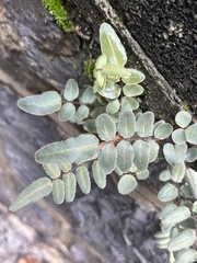 Pellaea atropurpurea