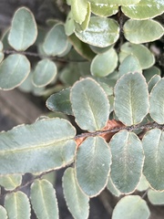 Pellaea atropurpurea