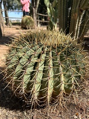 Ferocactus histrix