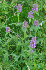 Betonica hirsuta