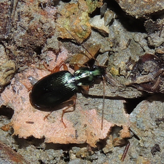 Agonum extensicolle