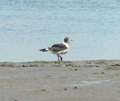 Larus atlanticus