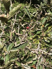 Lonicera alpigena
