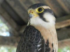 Falco femoralis